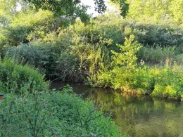 Große Erft (Bergheim)-3