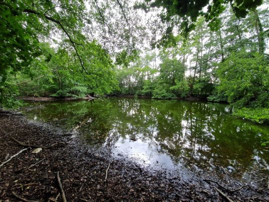 Weiher Brieselang-2