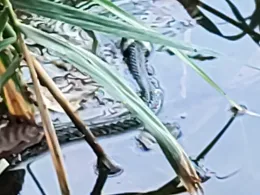 Badeteich Philadelphia-1