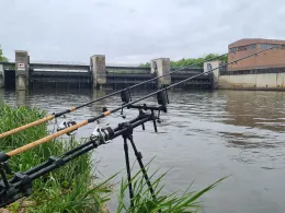 Donau (Dillingen/Donau)-3