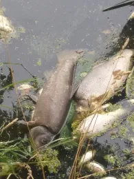 Alte Oder (Gorgast-Golzow)-2